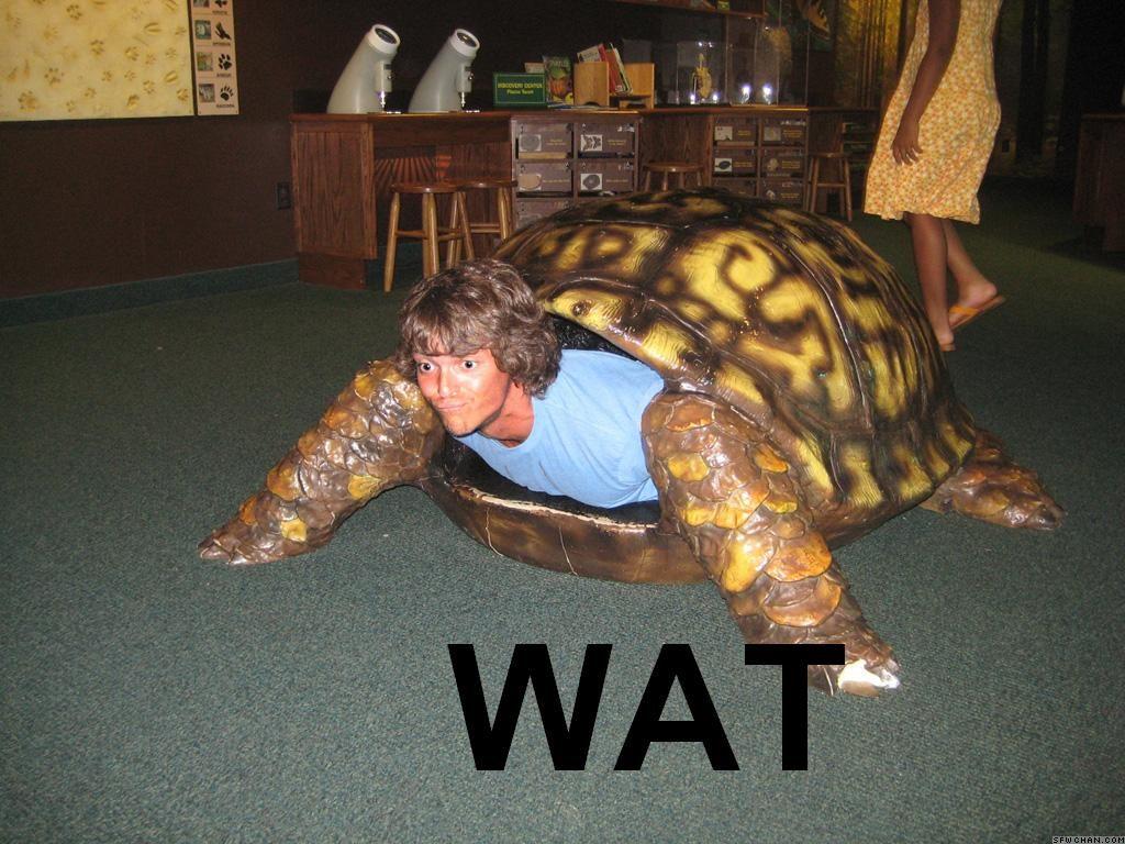 http://www.vins.co.il/uploads/funny/picture/turtle-man.jpg
