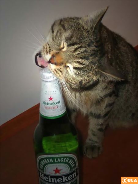 חתול שיכור