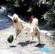 כדורגל תרנגולות