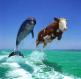 דולפין ופרה בים