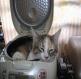 חתול במכבסה